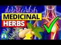 🌱Top 10 Most POWERFUL Medicinal Herbs (Backed by Science)