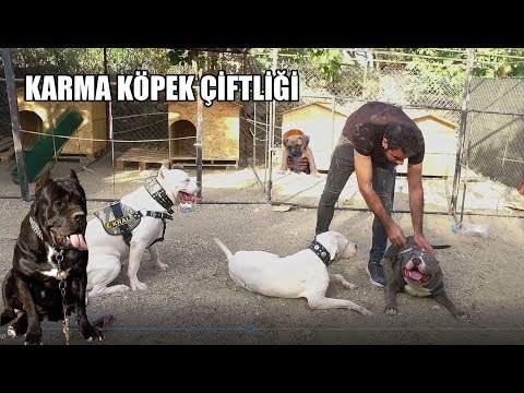 KÖPEKLERİMİN YENİ BAHÇESİ ÇOK MUTLULAR TIRNAKLARIMLA KAZARAK YAPTIM