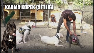 KÖPEKLERİMİN YENİ BAHÇESİ ÇOK MUTLULAR TIRNAKLARIMLA KAZARAK YAPTIM