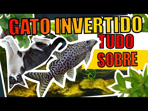 Vídeo: Fatos Sobre O Peixe-gato