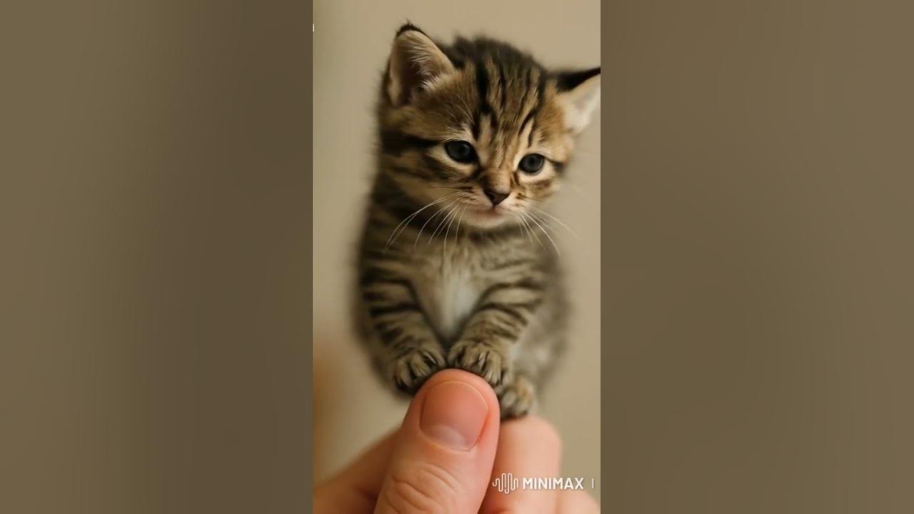 kitten #music #lifeisbutadream #sebastiangomezofficial #singer #song #music