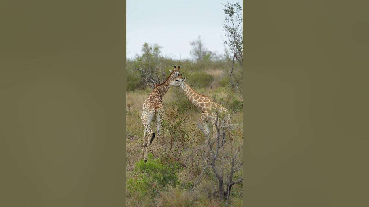 Male Giraffe Fighting or necking in the Kruger National Park - YouTube