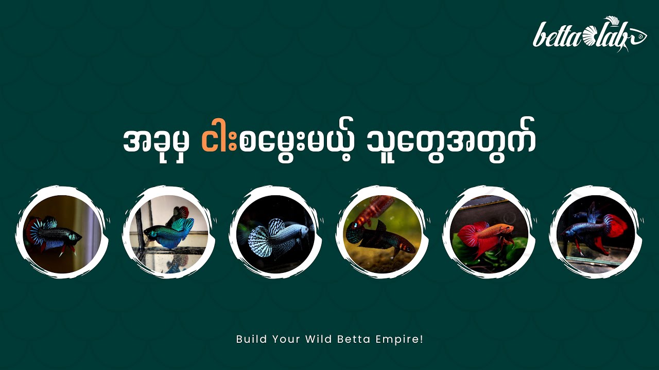 သတင်းကောင်း