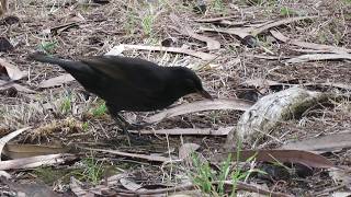 Melro dos Açores (Turdus merula azorensis) na Reserva Florestal de Recreio de Valverde