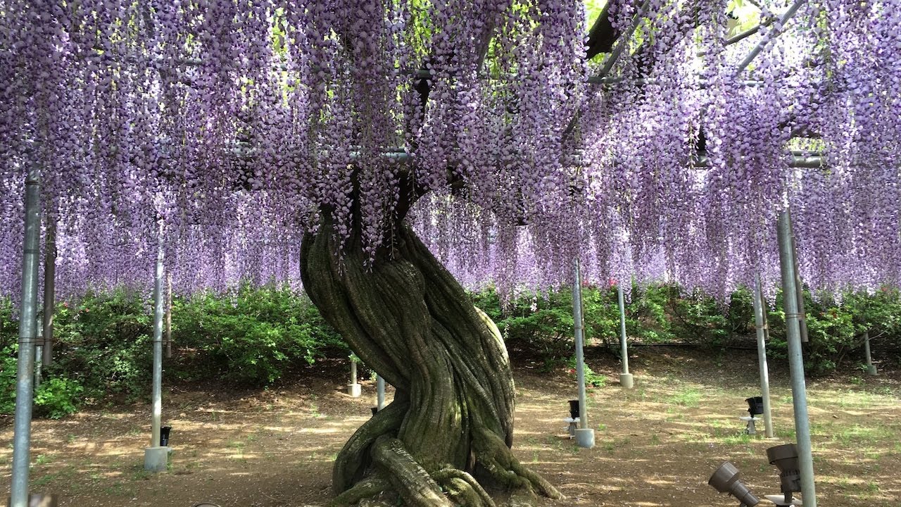 足利紫藤花17年5月3日 Youtube