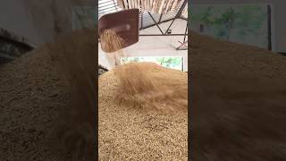 Arpa Zamanı 🌾 Resimi