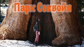 Автопутешествие по США. Секвойя парк. Деревья - гиганты. Katya Fevi