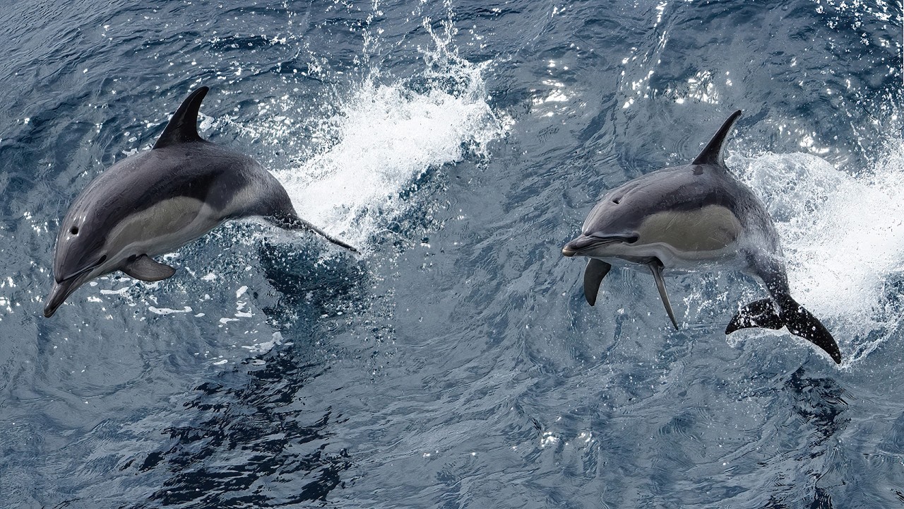 Bay Of Biscay Whales and Dolphins