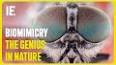 The Fascinating World of Biomimicry: Nature's Ingenious Innovations ile ilgili video