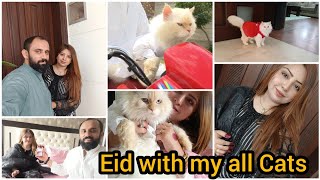 Muffin ka Eid ka dress or Bike ride  Eid with my all Cats  Eid ka Pyara sa vlog