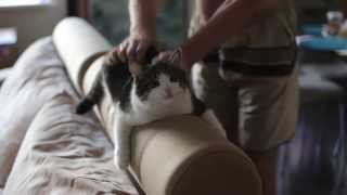 Thai Massage for Cat / Массаж для кота