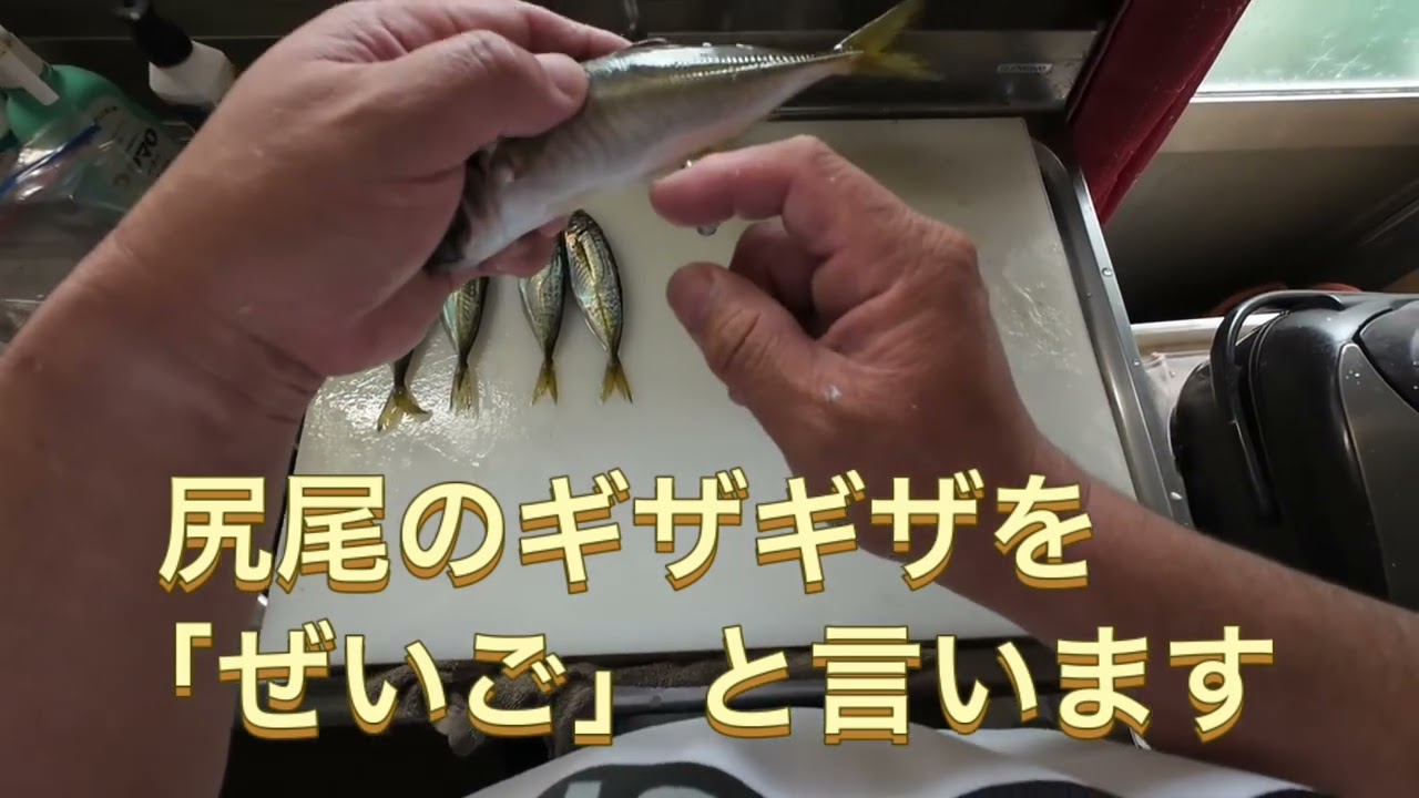 鮎の塩焼&鯵のフライ用