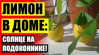 ⚪ ПРОРАСТИТЬ КОСТОЧКУ ЛИМОНА В ДОМАШНИХ УСЛОВИЯХ ФОТО ПОШАГОВО 🔔