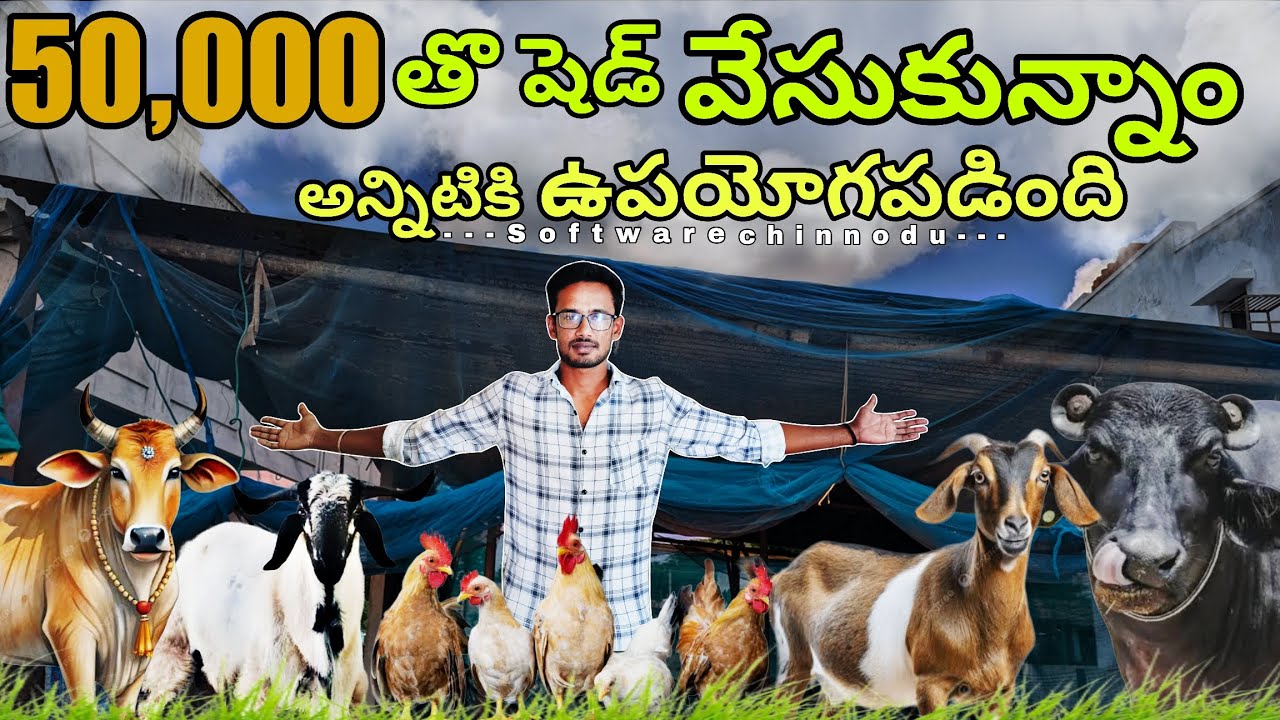 🏠 కేవలం 50,000 రూపాయలతో ఇ షెడ్ వేసుకున్నాం | we built this shed in just 50,000 rupees only