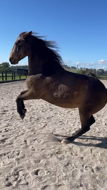 War Horse Mode: activated 🔥