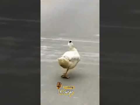 Gaam Ki Lugaai 🤣🤣 #comedy #funny