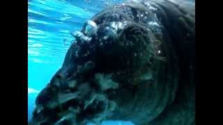 Walrus Pukes Then Eats It