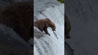 Fish hunters #jungle #animals #discovery #bear #fishing #tiger #lion