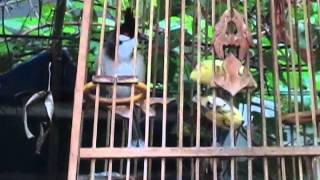 โก๋แก่ 2 @ ยงยุทธ 081 682 7470 หรือ 089 305 3673
