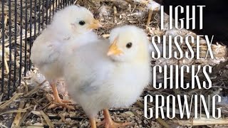WATCH LIGHT SUSSEX CHICKS GROW - Hatching to 3 Months