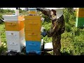 Пчеловодство для начинающих видео