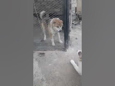 Казакы тобет. - YouTube