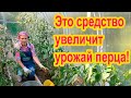 Как увеличить урожай перцев