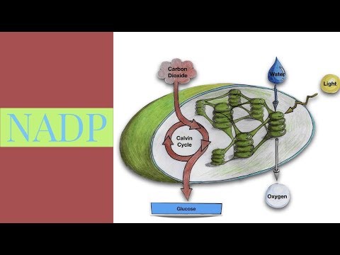 ቪዲዮ: Nadph atp ማምረት ይችላል?