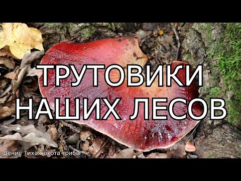 Трутовики наших лесов