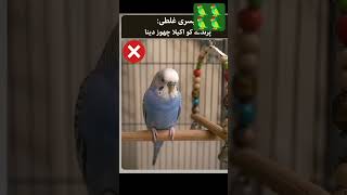 بجری طوطے کی 3 عام غلطیاں جو 90% لوگ کرتے ہیں 🐦 | Budgie Care Tips#shortvideos #shorts #budgie🦜🦜🦜