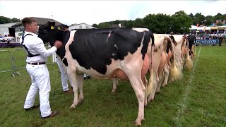 Gwartheg Holstein - Buwch Ail Lo Cyflaeth | Second Calved Holstein Cow in Milk