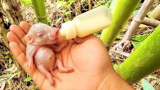 видео: Вау! В лесу я нашёл новорождённого поросёнка 🐷 и вырастил его на бутылочке. 🐷🐖🥰😘❤❤ картинка: Вау! В лесу я нашёл новорождённого поросёнка 🐷 и вырастил его на бутылочке. 🐷🐖🥰😘❤❤