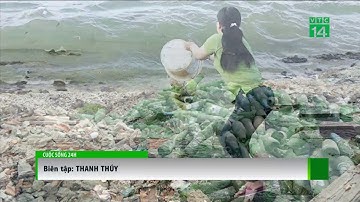 Lý Sơn: Cửa biển biến thành bãi đổ rác  | VTC14