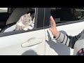 2週間一緒に過ごしたばあばとお別れの瞬間、猫がこうなっちゃいました…