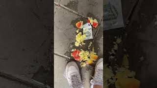 Nike af1 crush apple and money