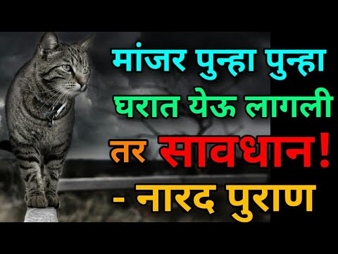 मांजर पुन्हा पुन्हा घरात येऊ लागली तर सावधान! वास्तु शास्त्रानुसार मांजर शुभ कि अशुभ? Cat vastu