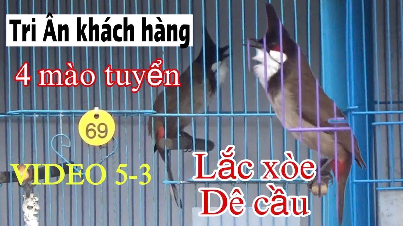 TRI ÂN - BỔI TUYỂN NẾT LẮC GIẬT XOÈ ĐUÔI // DÊ CẦU BỘ LỰC // NẾT HAY GIÁ TỐT 