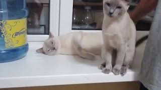Тонкинской племенной котик Фердинанд Тонкинской племенной котик Фердинанд