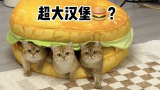 【牛奶是只猫】怎么回事？和我想的不一样啊……