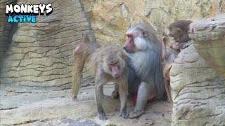 Delightful Connection Between Monkey Couple