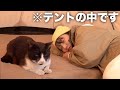 【ソロキャンプ】猫がウチのテントに住み着いたんだがwwww