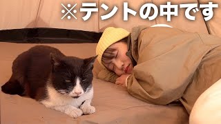 【ソロキャンプ】猫がウチのテントに住み着いたんだがwwww