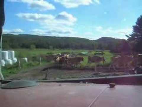 Milking time on an autumn afternoon