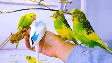 Budgie Sounds for Lonely birds to make them happy