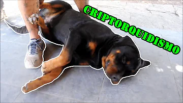 O que significa quando o saco do cachorro incha?
