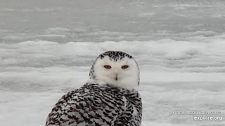 Snowy Owl up close! February 12, 2022 (Mississippi River Flyway, Explore.org)