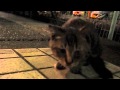 こねこねこねこ^ ^にゃぁ
