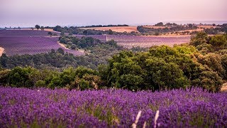 Provence; Lavender Provence - France 2019 - 4K.