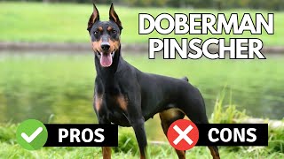 Doberman Pinscher: Pros & Cons | Is It The Right Dog For You? | Pet Insider by Pet Insider 1,420 views 8 months ago 4 minutes, 19 seconds