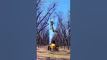 Automated Orchard Pruning